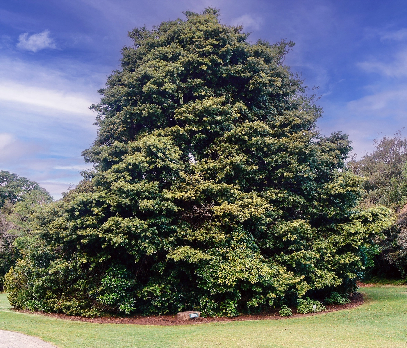 A mature Podocarpus latifolius growing in a Cape Town botanical garden